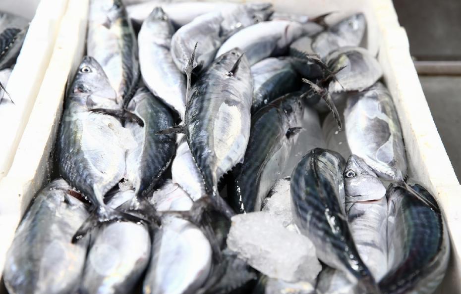 Karadeniz’de Palamut Bolluğu ve Fiyatlarda Düşüş