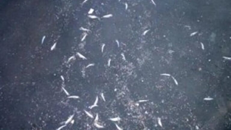 Balık ölümleri endişe yarattı… Karadeniz Ereğli OSB’den dereye atık iddiası – Son Dakika Türkiye Haberleri