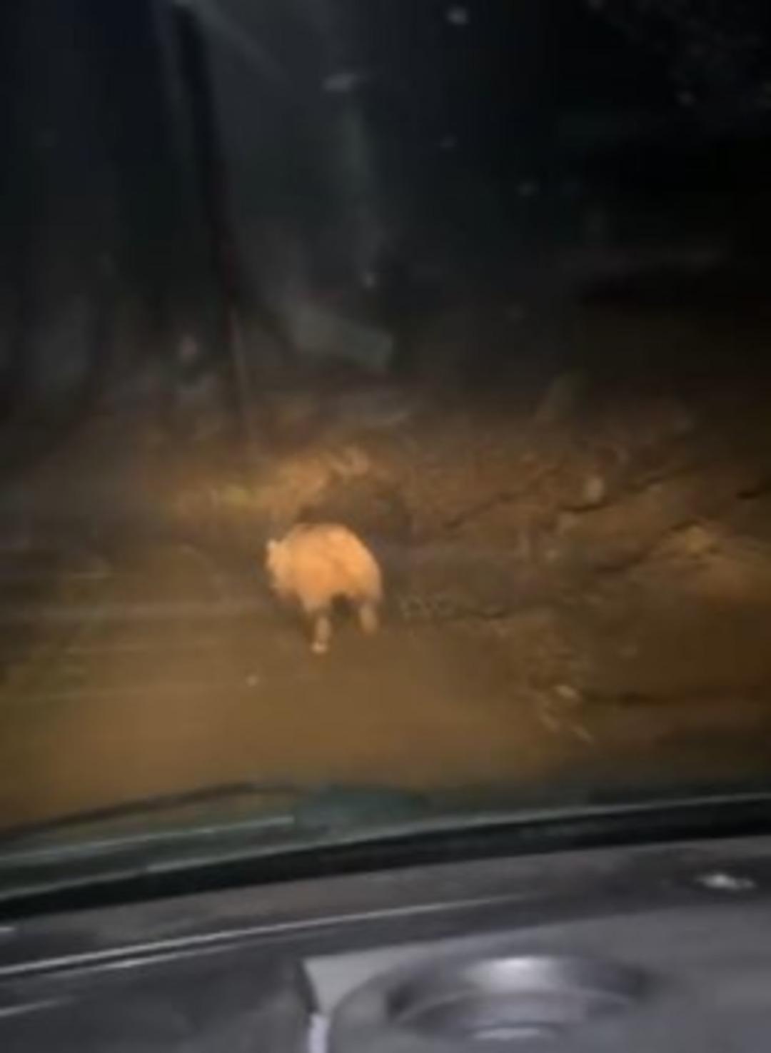 Mahalle sakinlerini mutsuz eden ayıya evinin önünde yatarken saldırdı! 4 kamyonuyla kovaladı